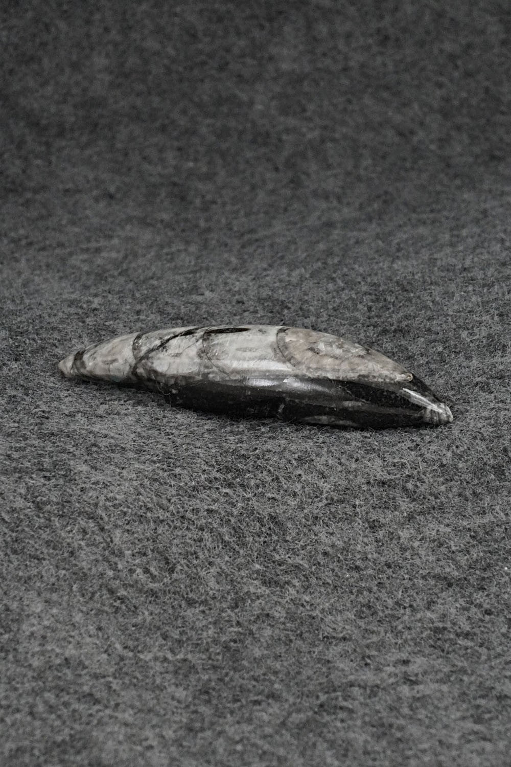 Mole Zuni Fetish Carving - Abby Quam Panteah