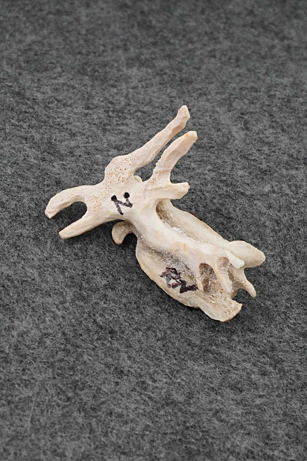 Turtle Zuni Fetish Carving - Ruben Najera