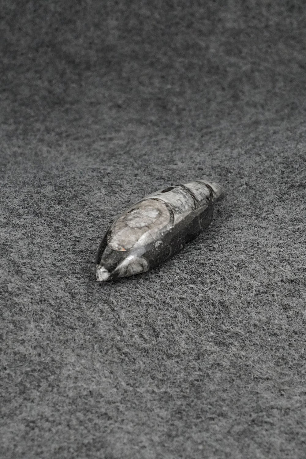Mole Zuni Fetish Carving - Abby Quam Panteah
