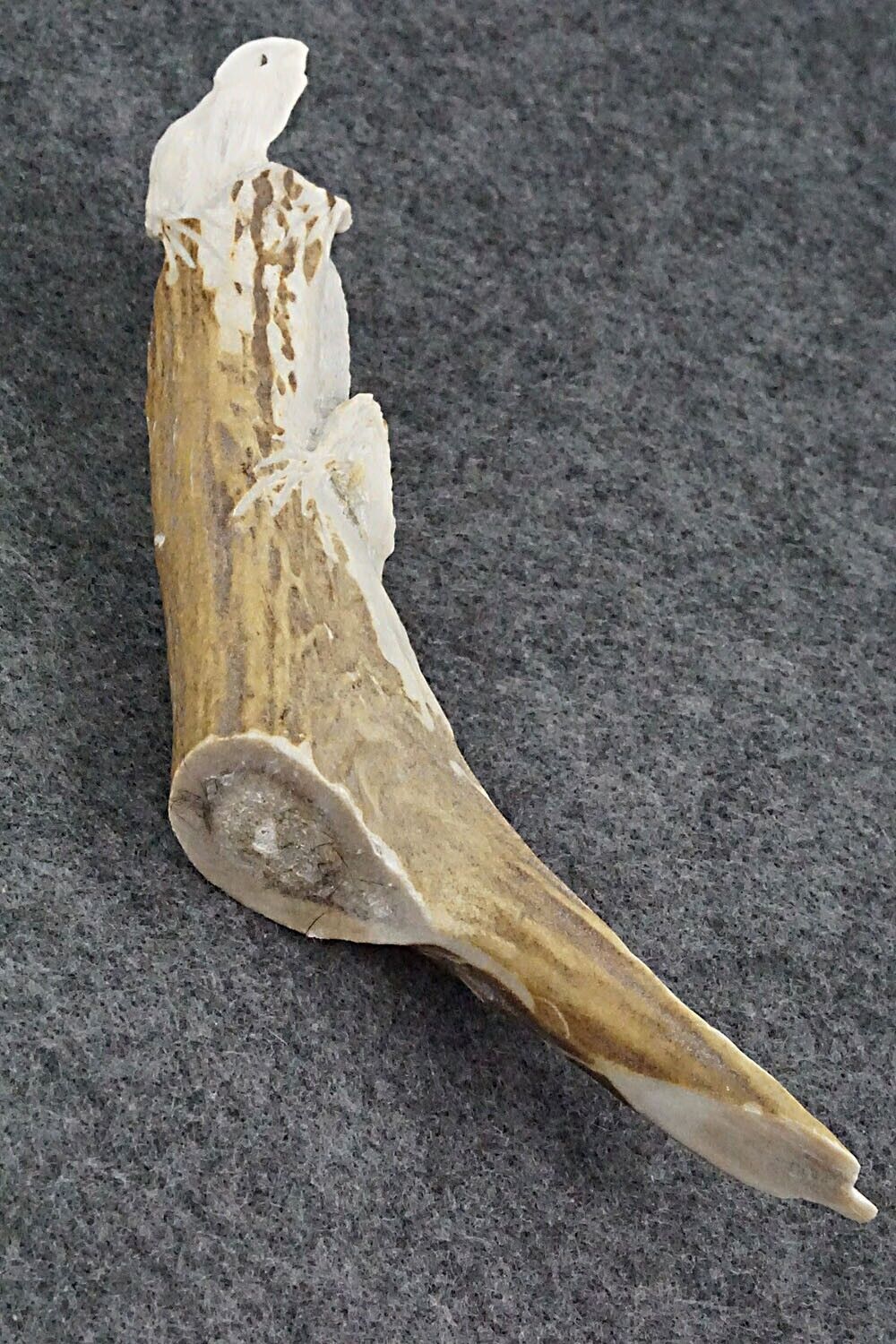 Iguana Zuni Fetish Carving - Lewis Malie Jr.