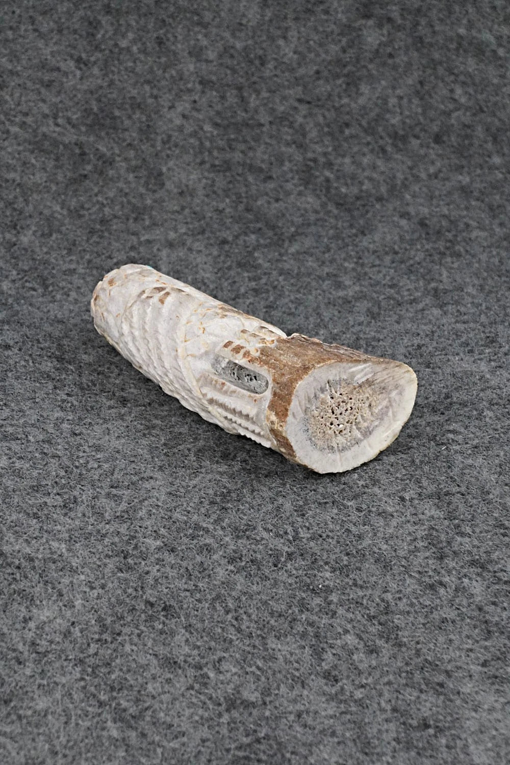 Eagle Zuni Fetish Carving - Garrick Weeka