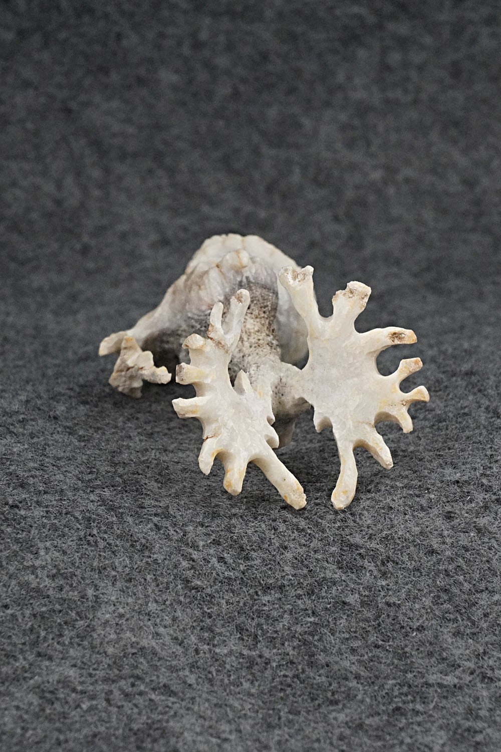 Deer Zuni Fetish Carving - Ruben Najera