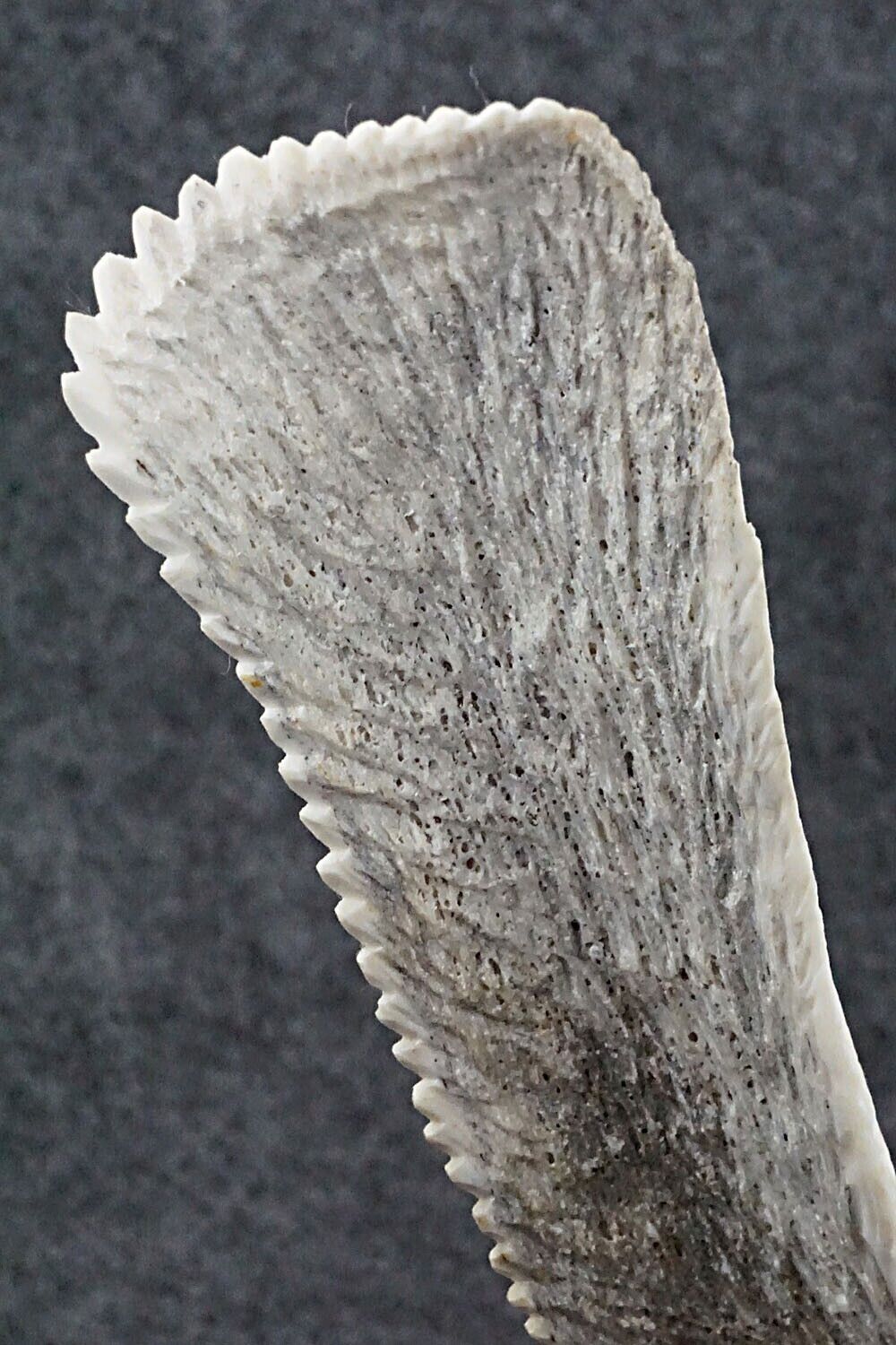 Eagle Zuni Fetish Carving - Todd Lowsayatee