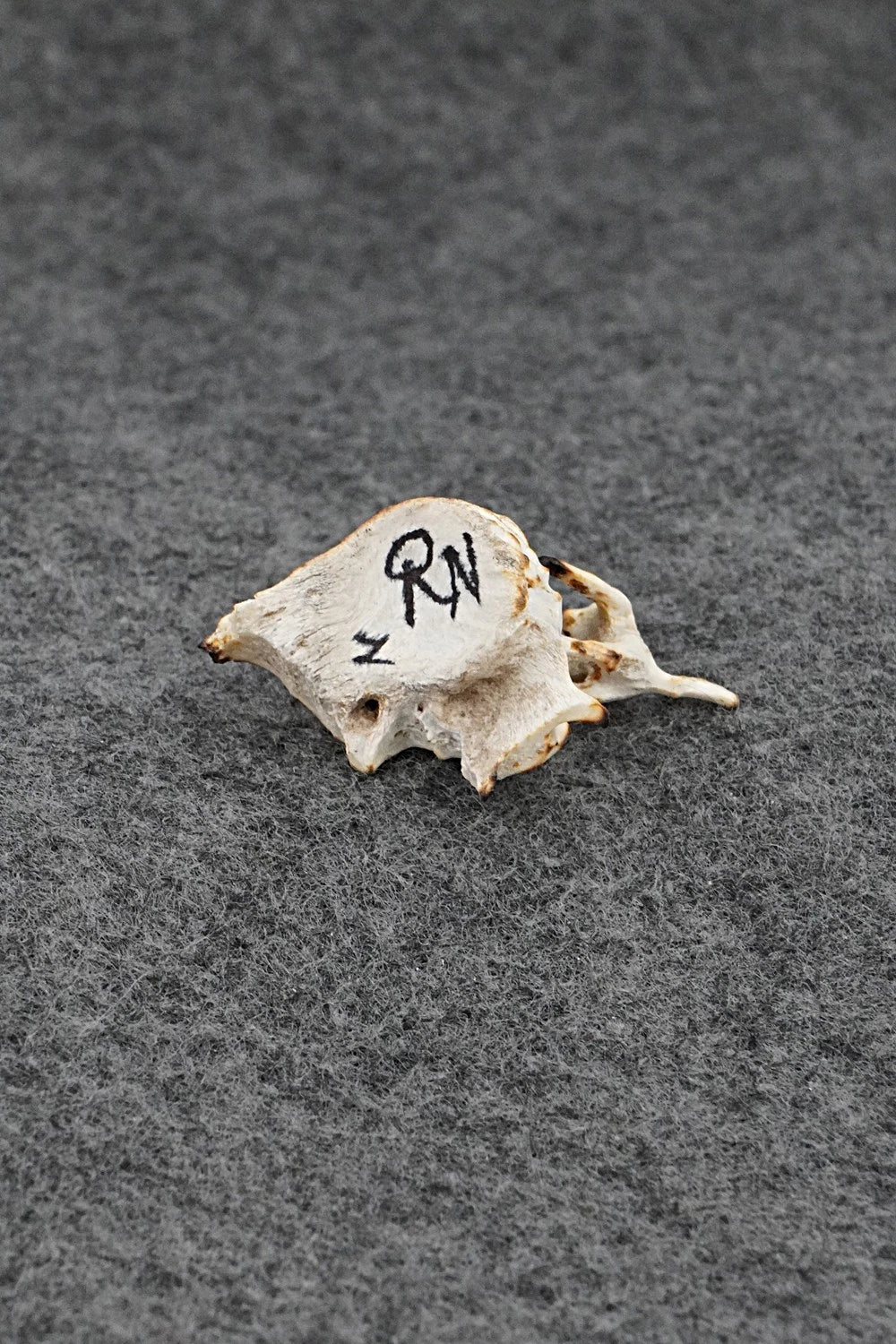 Cat Zuni Fetish Carving - Ruben Najera