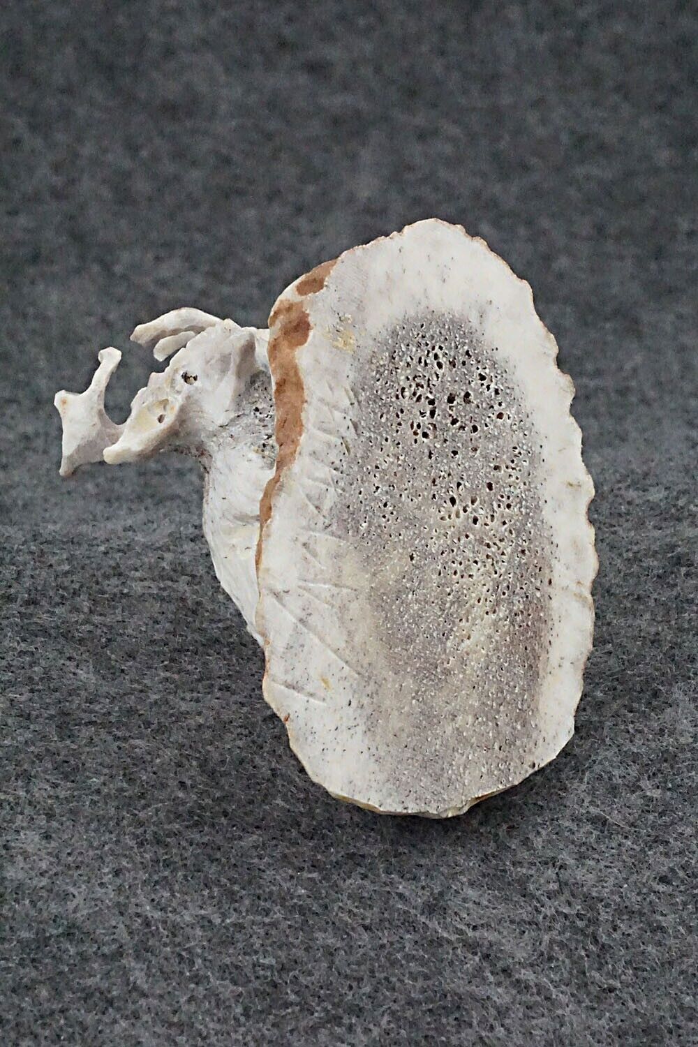 Deer Zuni Fetish Carving - Lewis Malie Jr.