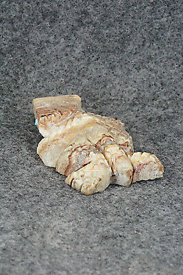 Horned Toad Zuni Fetish Carving - Carl Etsate
