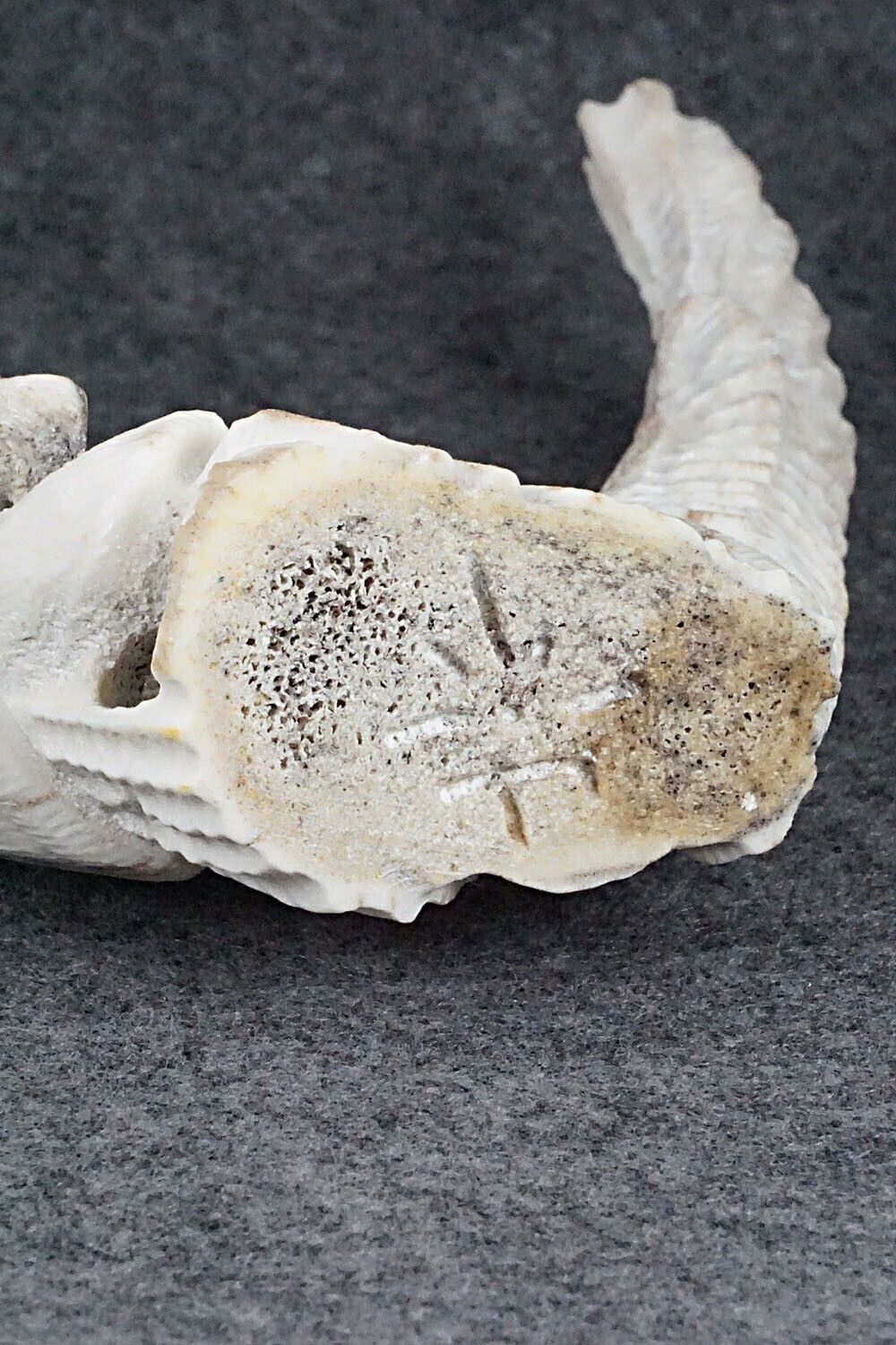Eagle Zuni Fetish Carving - Jerrold Lahaleon