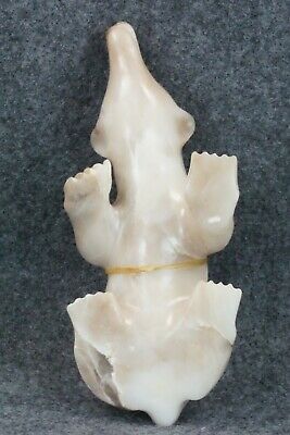 Bear Zuni Fetish Carving - Albert Eustace