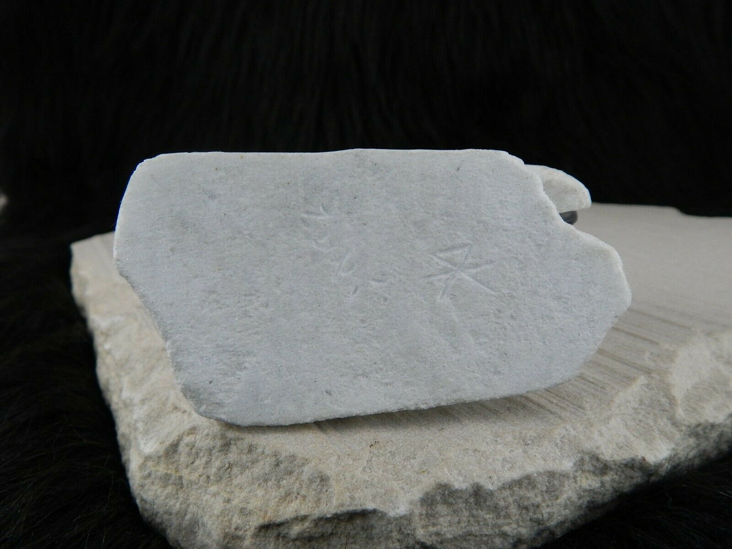 Polar Bear Zuni Fetish Carving - Derrick Kaamasee - High Lonesome Trading