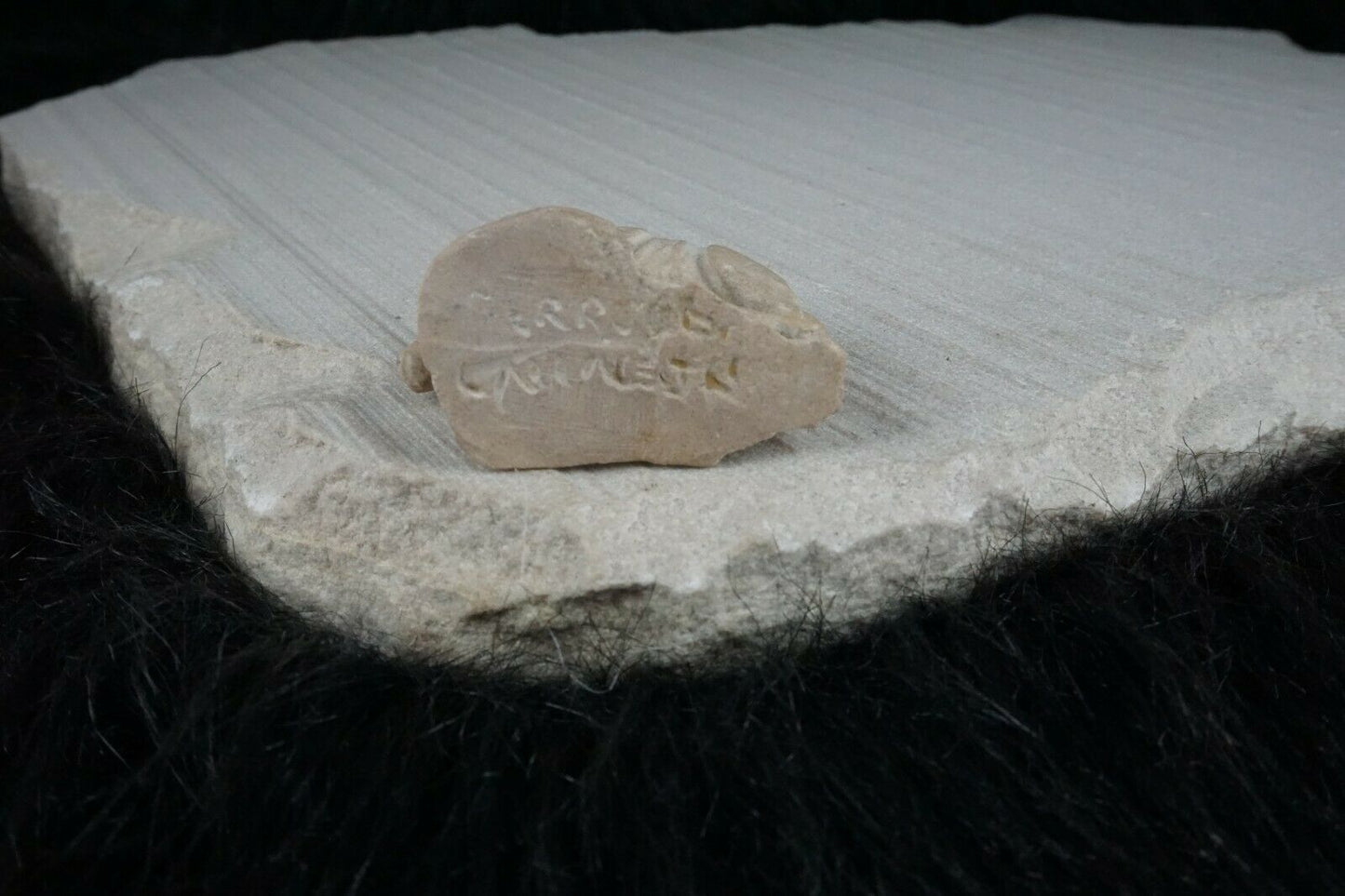 Horse Zuni Fetish Carving - Jerrold Lahaleon - High Lonesome Trading