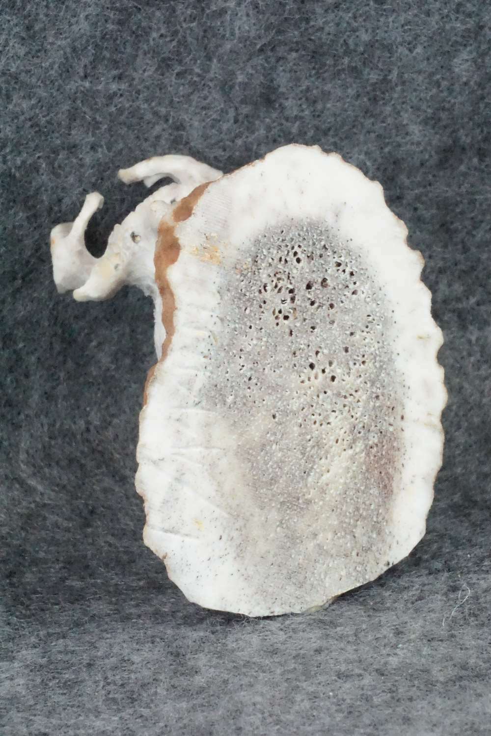 Deer Zuni Fetish Carving - Lewis Malie Jr.