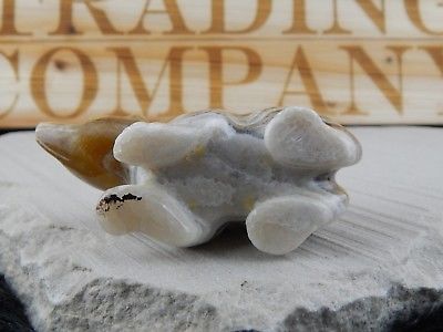 Bear Zuni Fetish Carving - Nelson Yatsattie - High Lonesome Trading