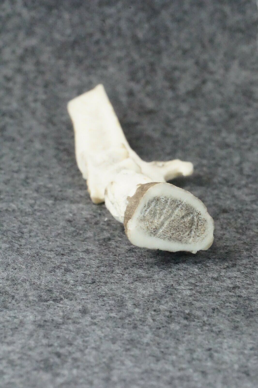 Eagle Zuni Fetish Carving - Lewis Malie Jr.