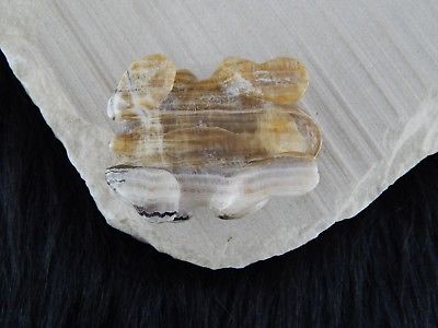 Frog Zuni Fetish Carving - Nelson Yatsattie - High Lonesome Trading