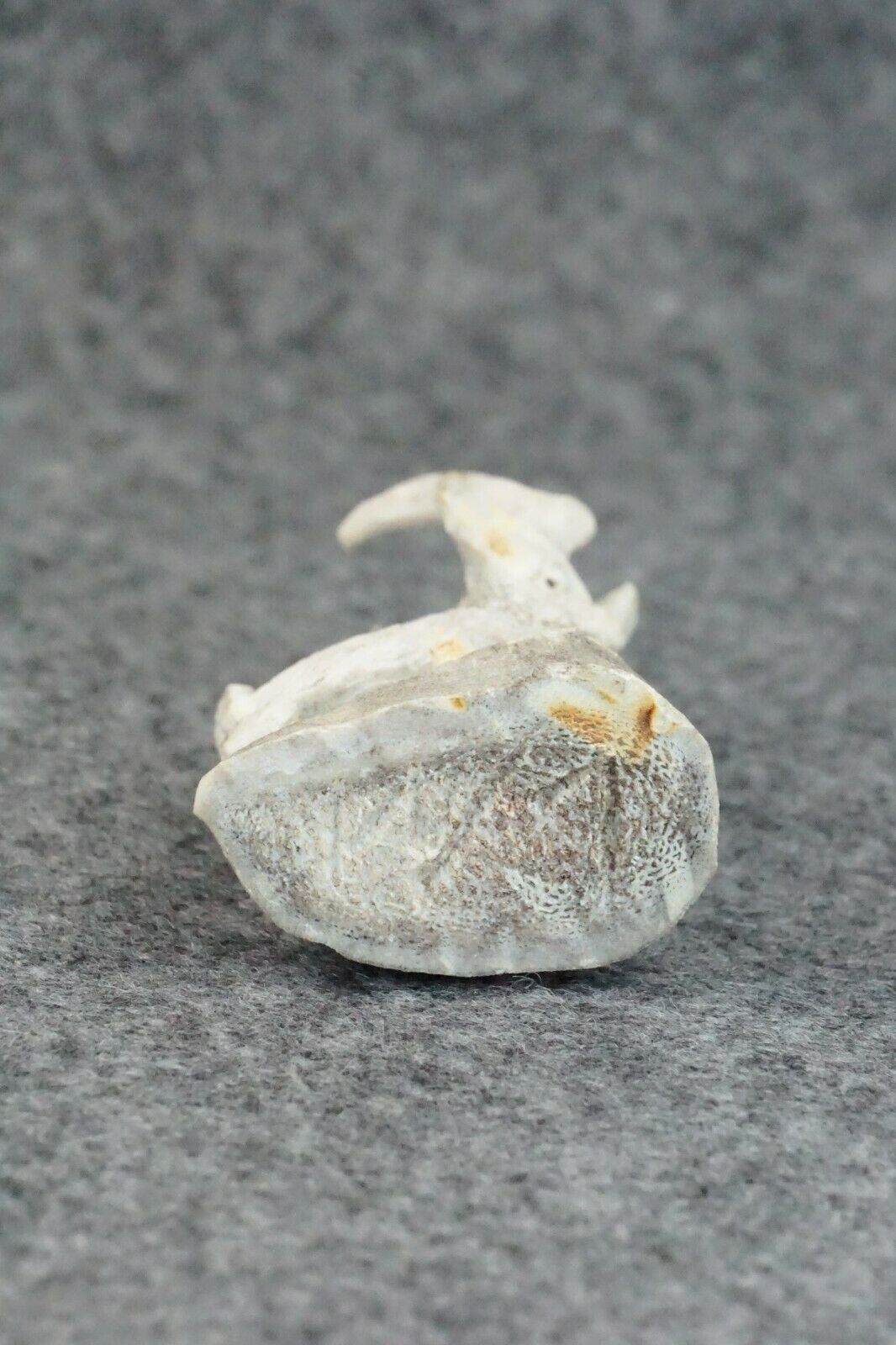 Antelope Zuni Fetish Carving - Lewis Malie Jr.