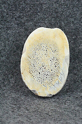 Badger Zuni Fetish Carving - Maxx Laate