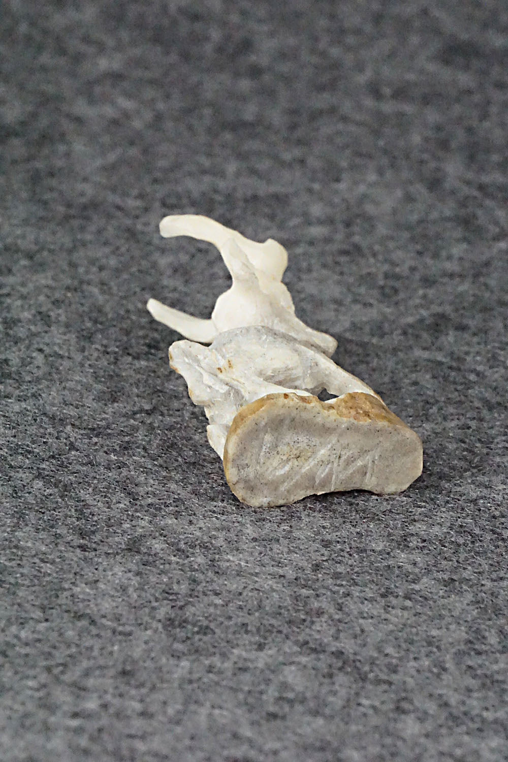 Pronghorn Zuni Fetish Carving - Lewis Malie Jr.