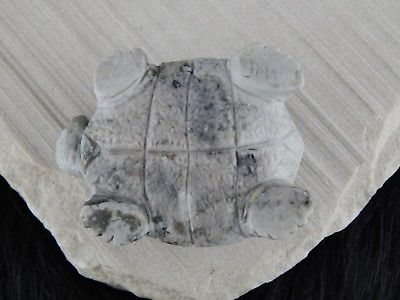 Turtle Zuni Fetish Carving - Darrell Westika - High Lonesome Trading