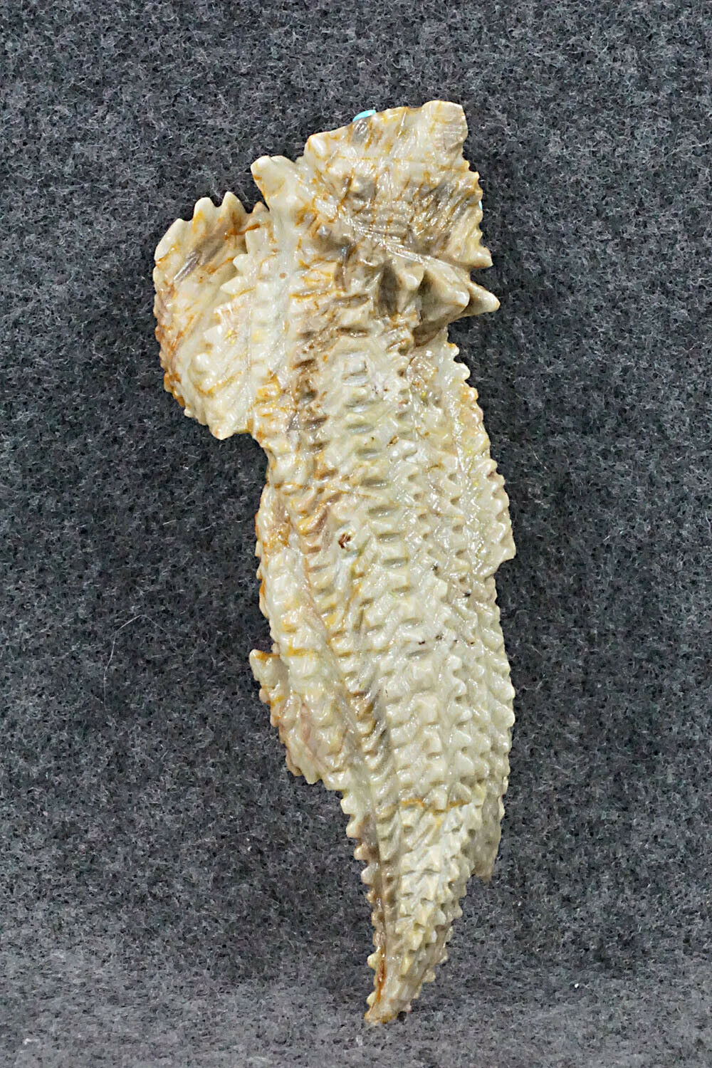 Horned Toad Zuni Fetish Carving - Alvin Haloo
