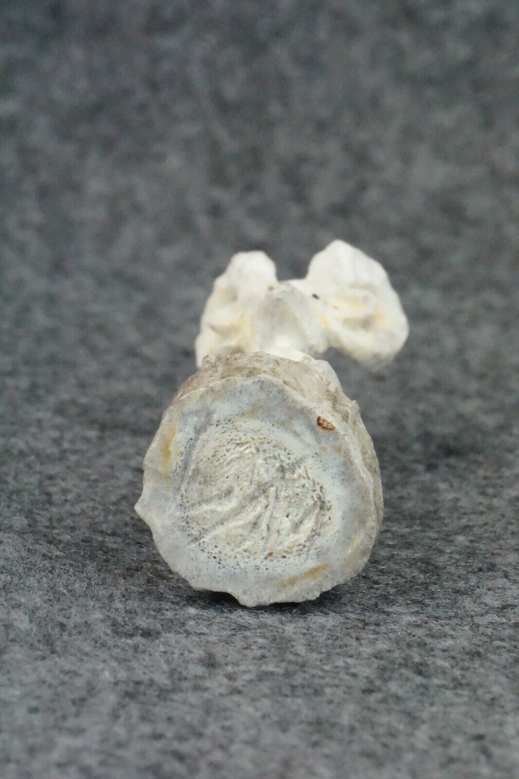Ram Zuni Fetish Carving - Lewis Malie Jr.