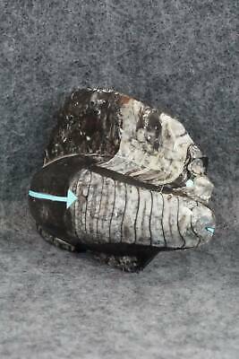 Bear Zuni Fetish Carving - Bernard Laiwakete