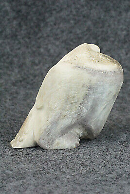 Bear Zuni Fetish Carving - Maxx Laate