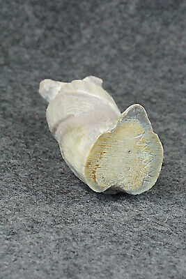 Bear Zuni Fetish Carving - Maxx Laate