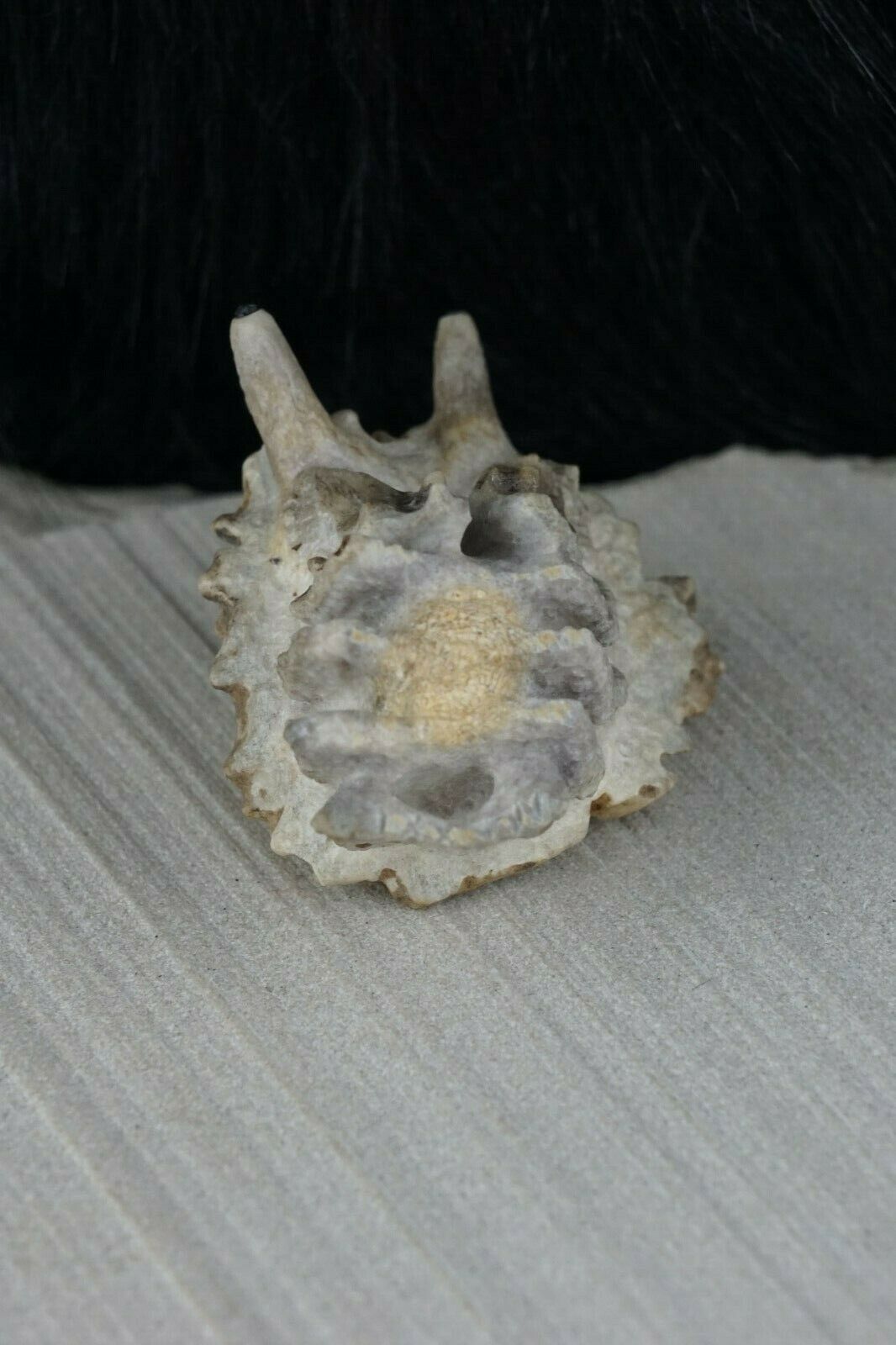 Hermit Crab Zuni Fetish Carving - Maxx Laate - High Lonesome Trading