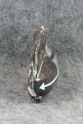 Bear Zuni Fetish Carving - Bernard Laiwakete