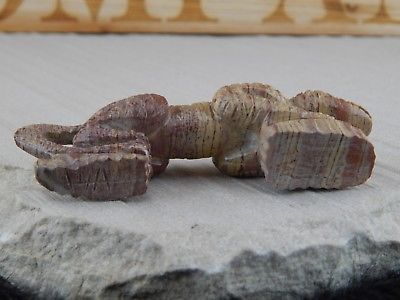Lizard Zuni Fetish Carving - Edward Pooacha - High Lonesome Trading