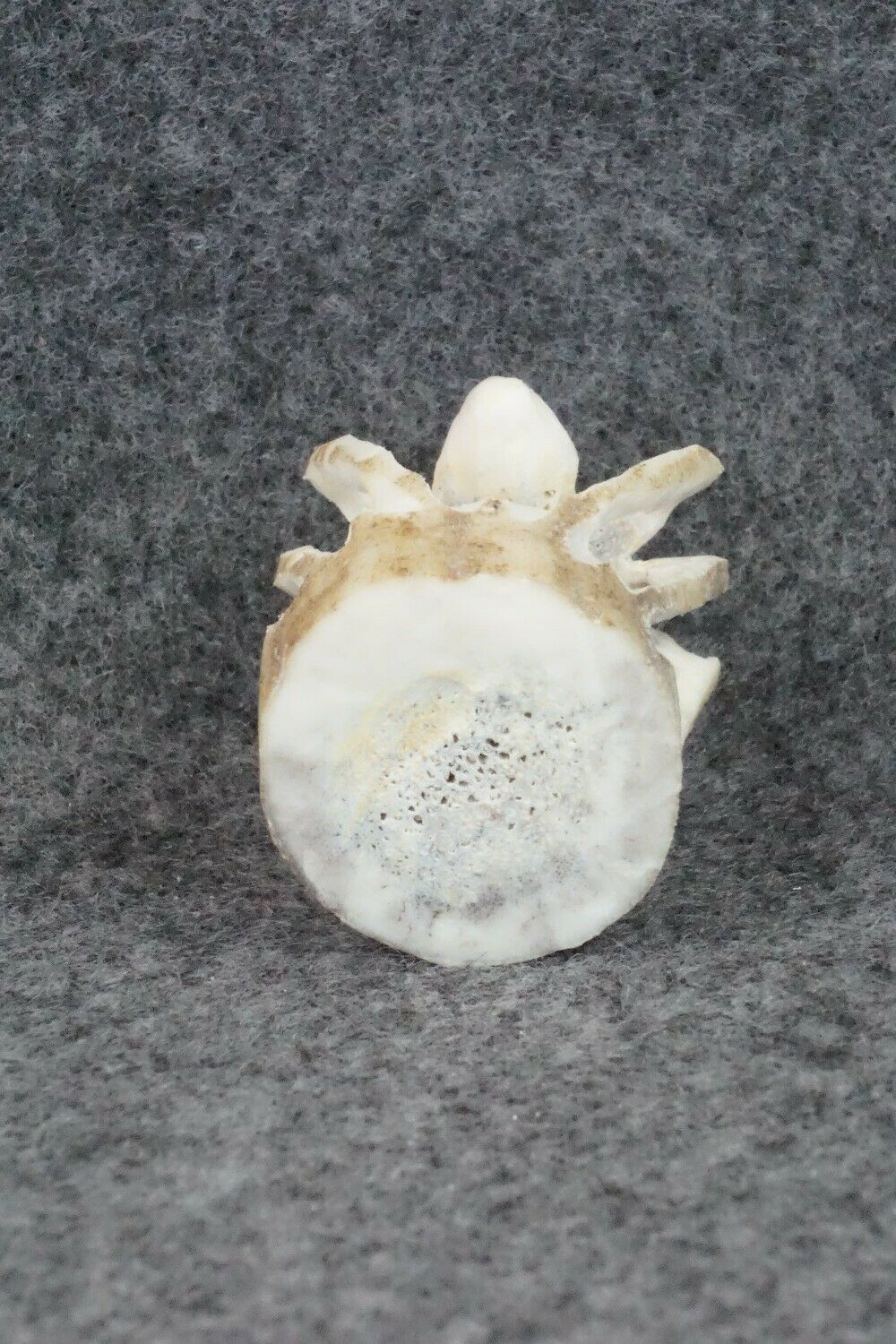 Spider Zuni Fetish Carving - Lewis Malie Jr.