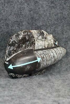 Bear Zuni Fetish Carving - Bernard Laiwakete