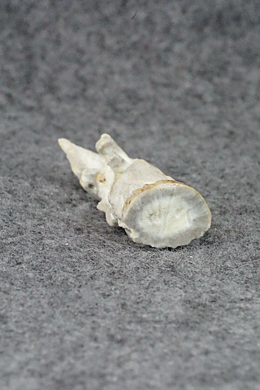 Eagle Fetish Carving - Lewis Malie Jr.