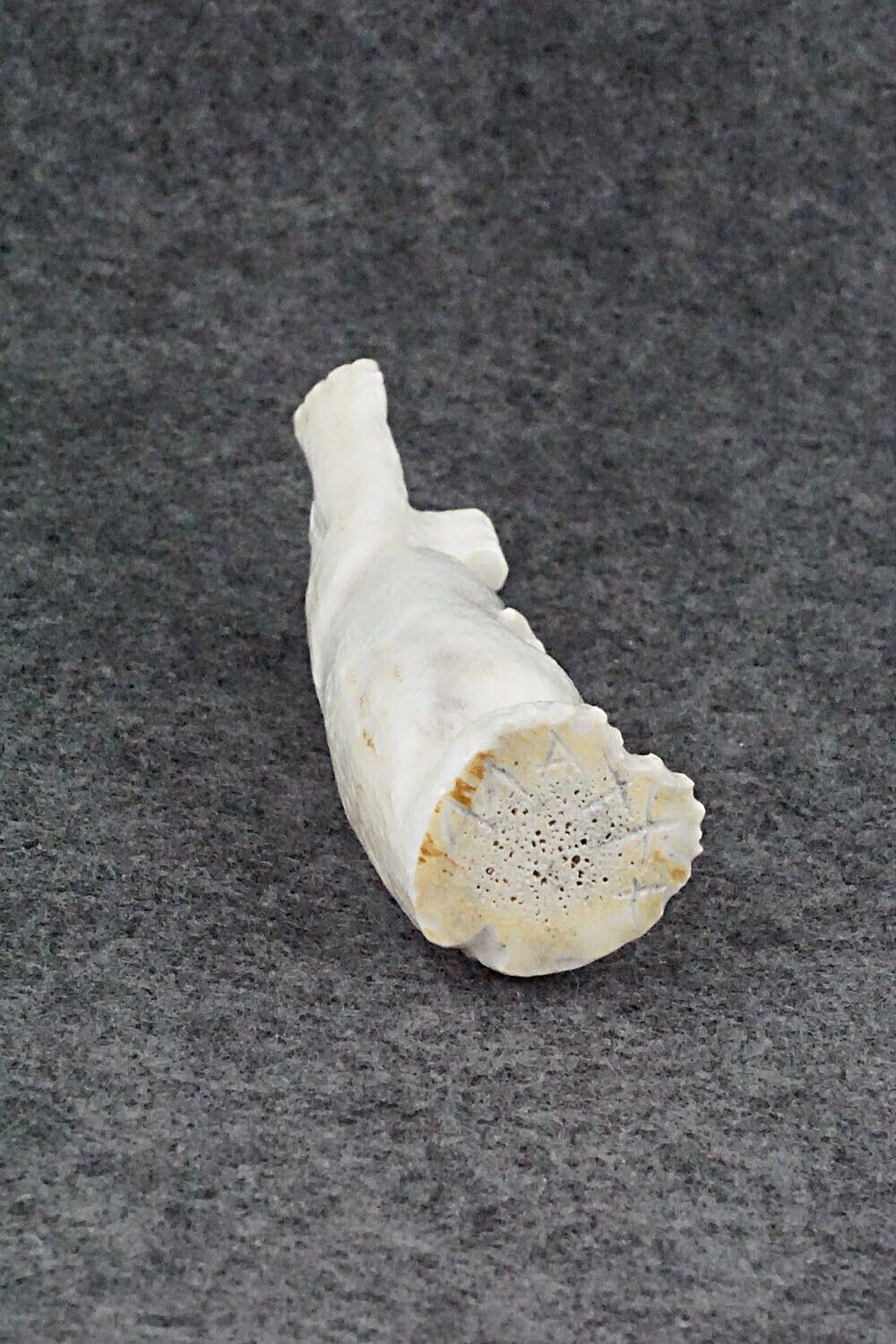 Bear Zuni Fetish Carving - Maxx Laate