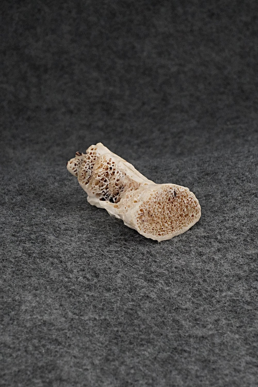 Bear Zuni Fetish Carving - Ruben Najera