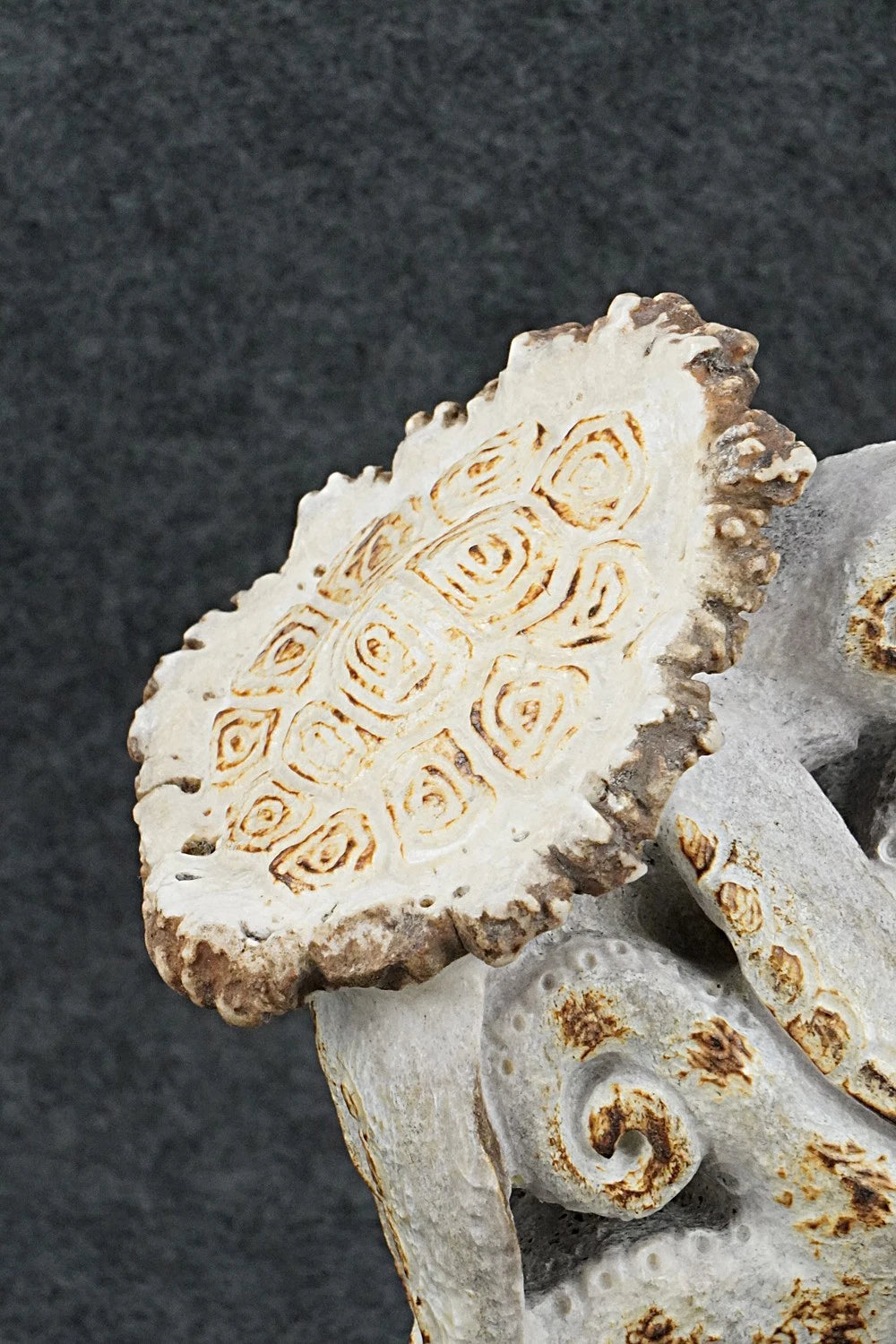 Turtle & Octopus Zuni Fetish Carving - Maxx Laate