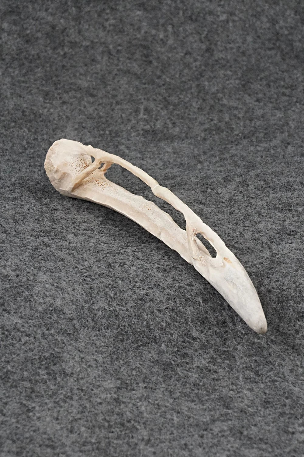 Stick Bug Zuni Fetish Carving - Lewis Malie Jr.