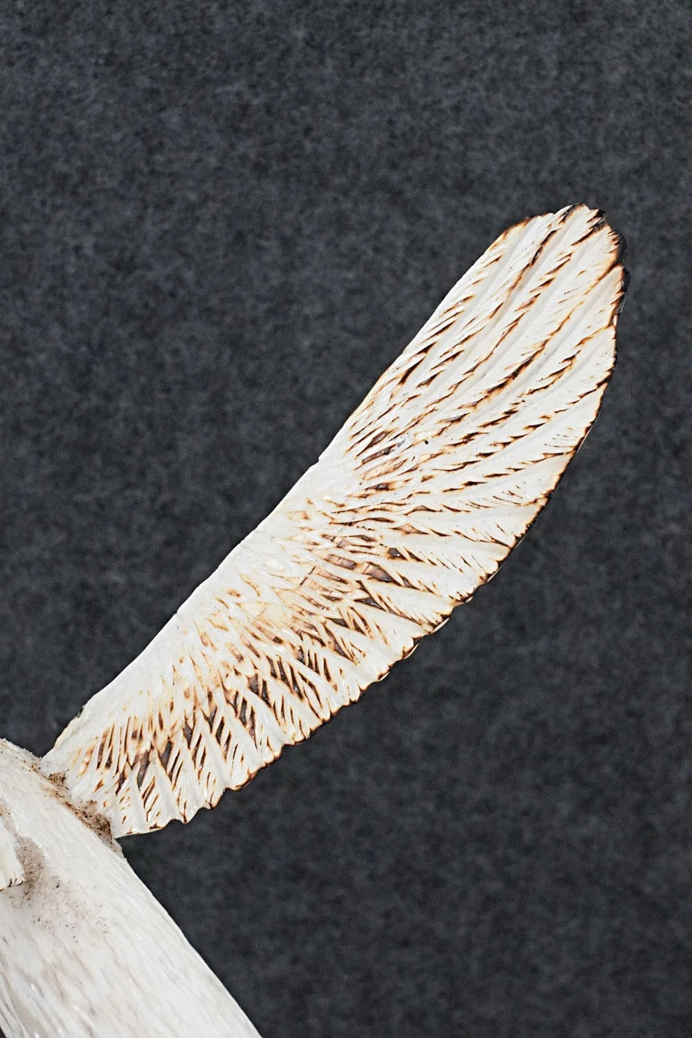 Sandhill Crane Zuni Fetish Carving - Ruben Najera
