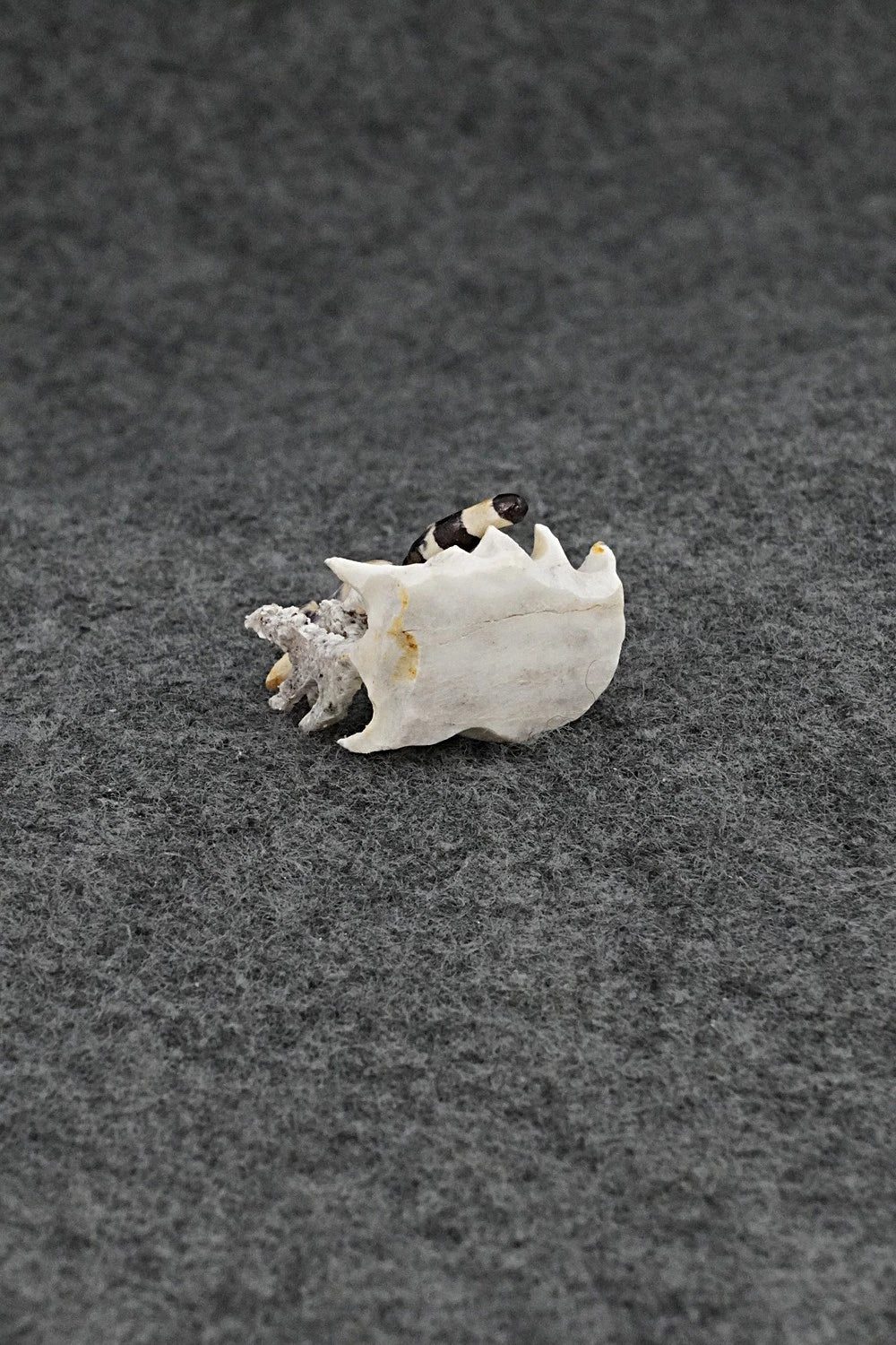 Raccoon Zuni Fetish Carving - Ruben Najera