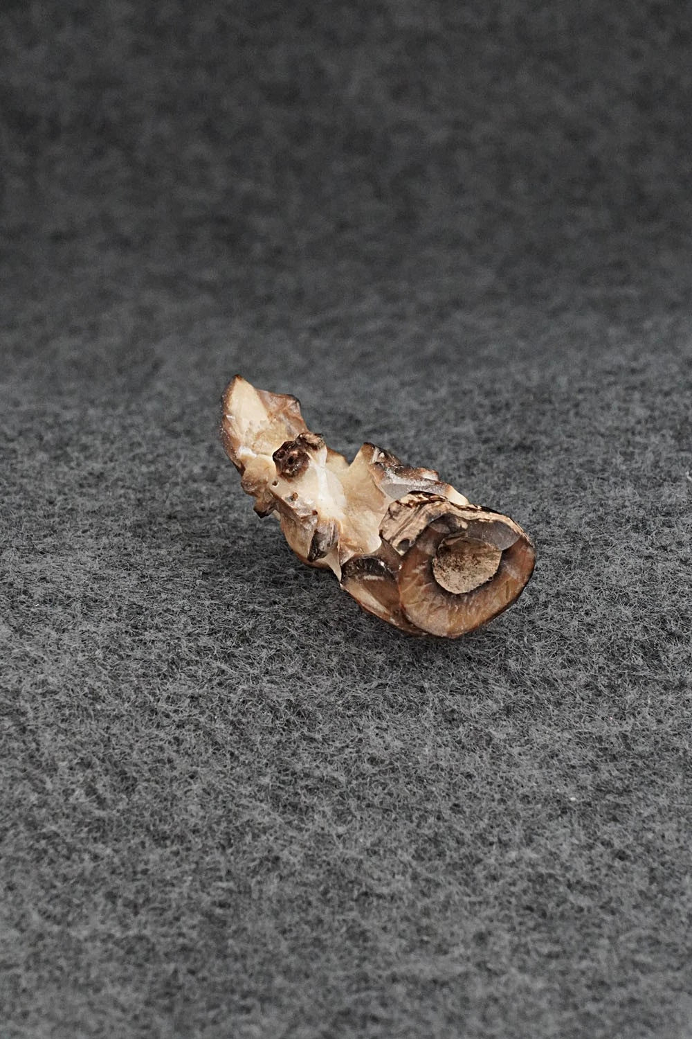 Bat Zuni Fetish Carving - Lewis Malie