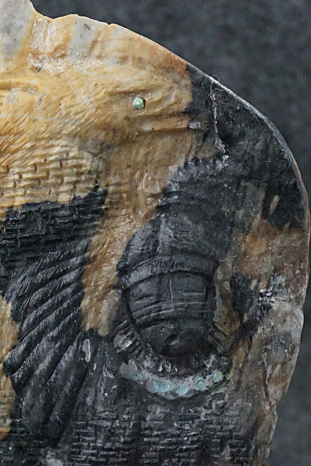 Kokopelli Zuni Fetish Carving - Herbert Kim