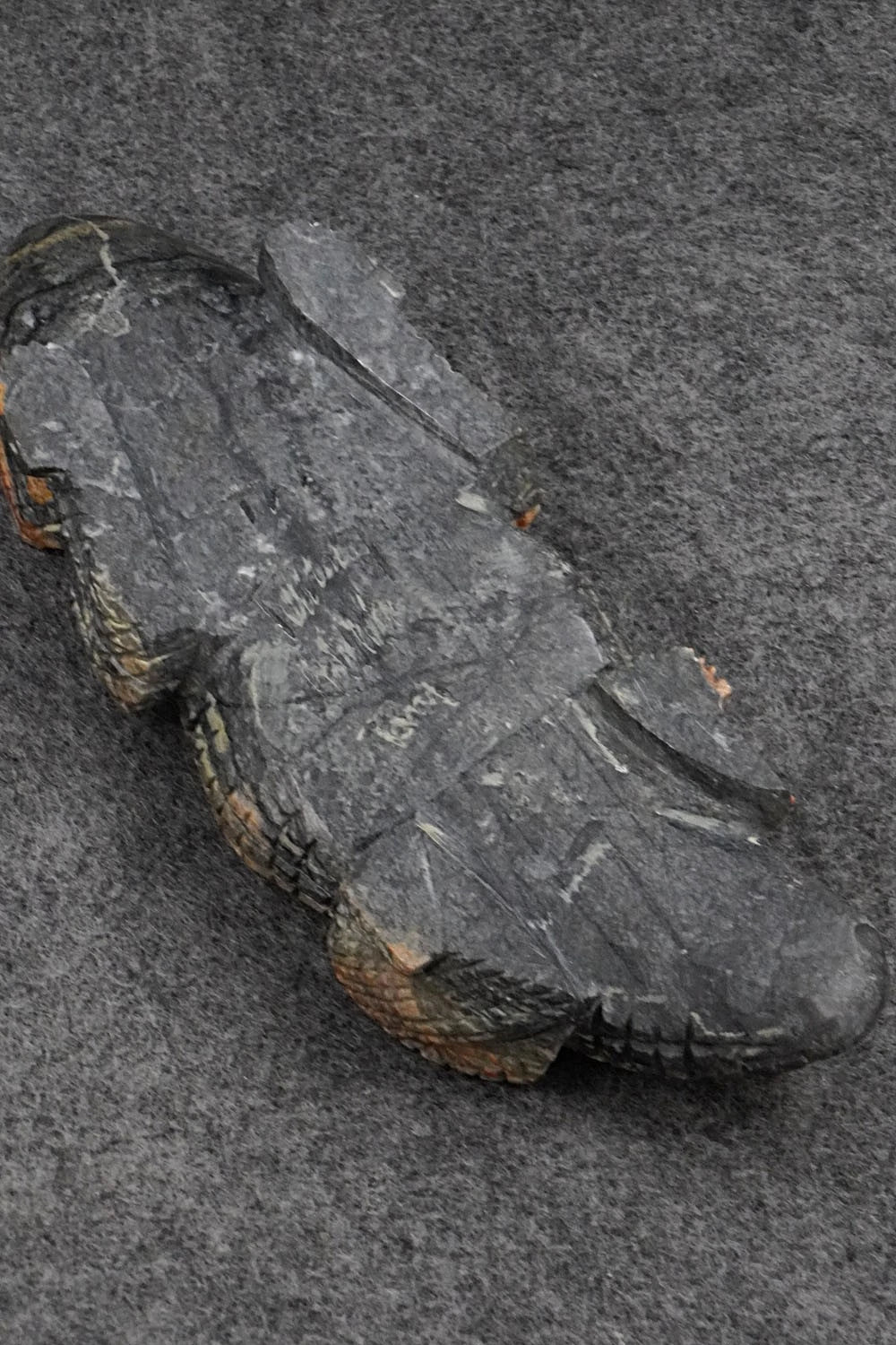 Horned Toad Zuni Fetish Carving - Tony Mackel