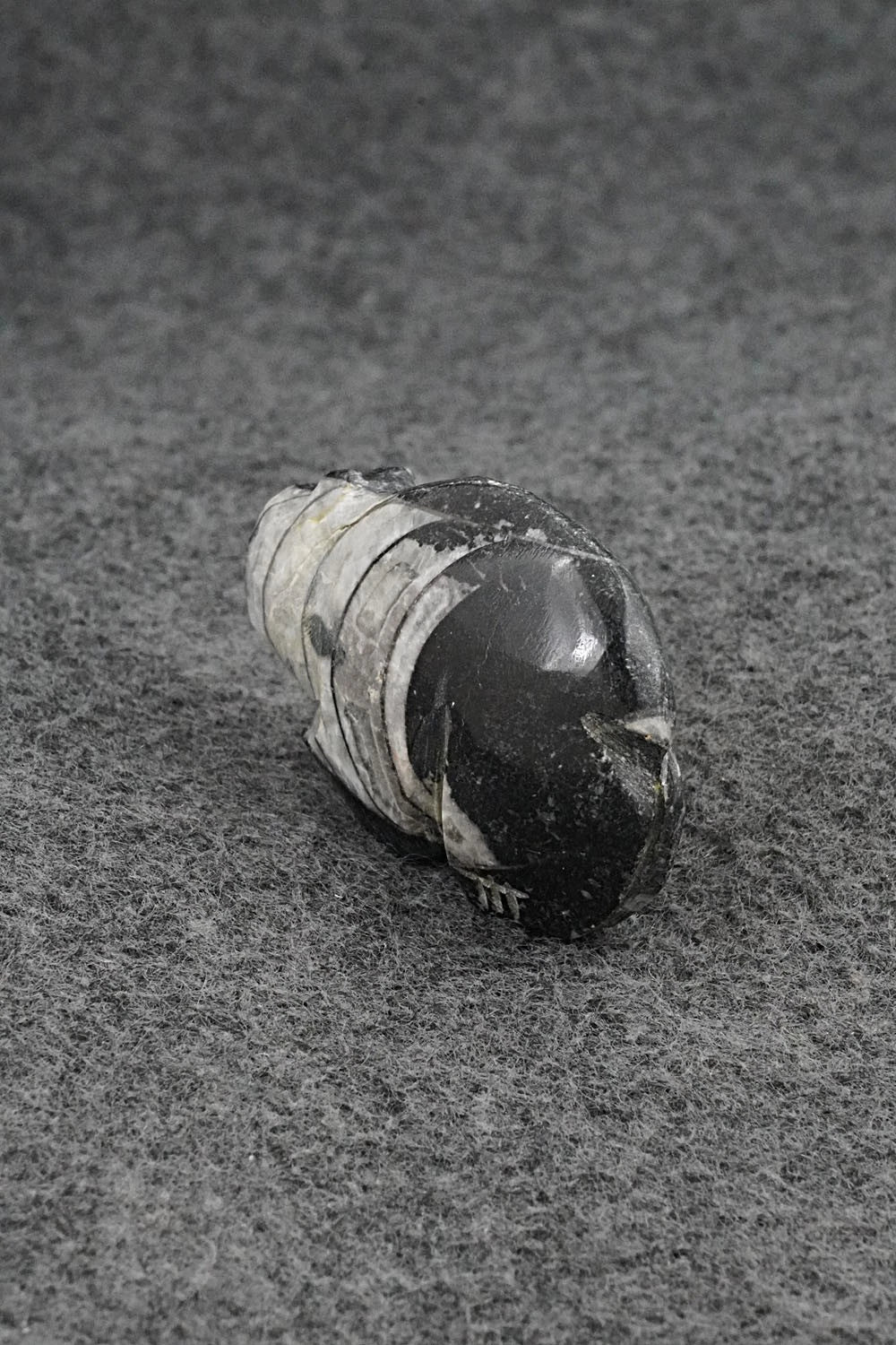 Bear Zuni Fetish Carving - Danette Laate