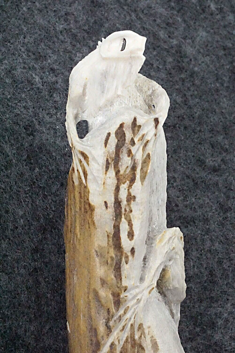 Iguana Zuni Fetish Carving - Lewis Malie Jr.