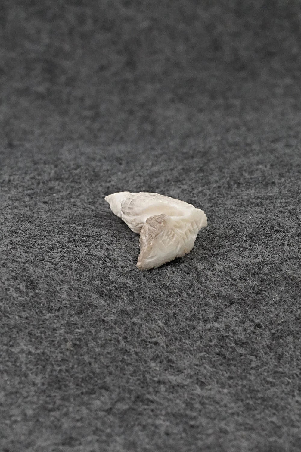 Parrot Zuni Fetish Carving - Chris Peina