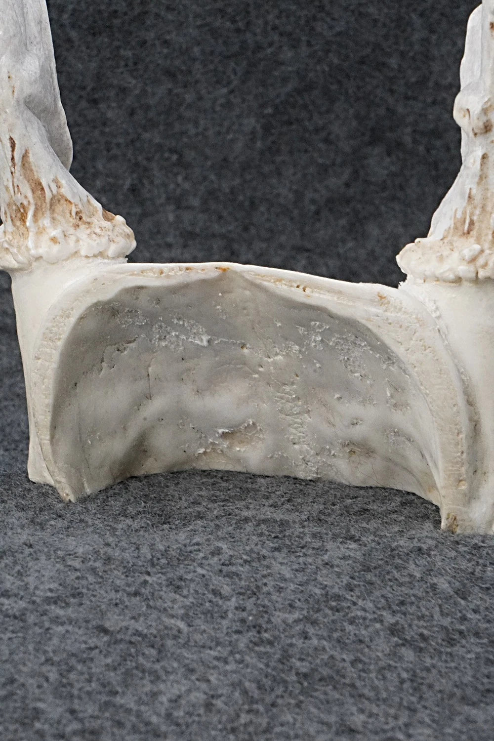 Eagle Zuni Fetish Carving - Maxx Laate