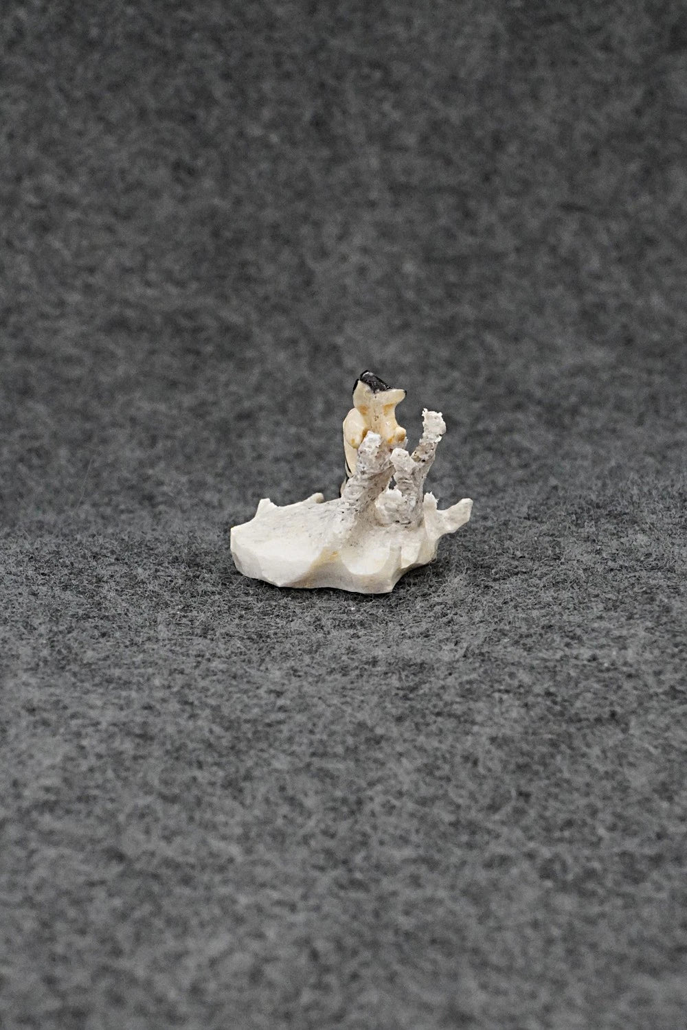 Raccoon Zuni Fetish Carving - Ruben Najera