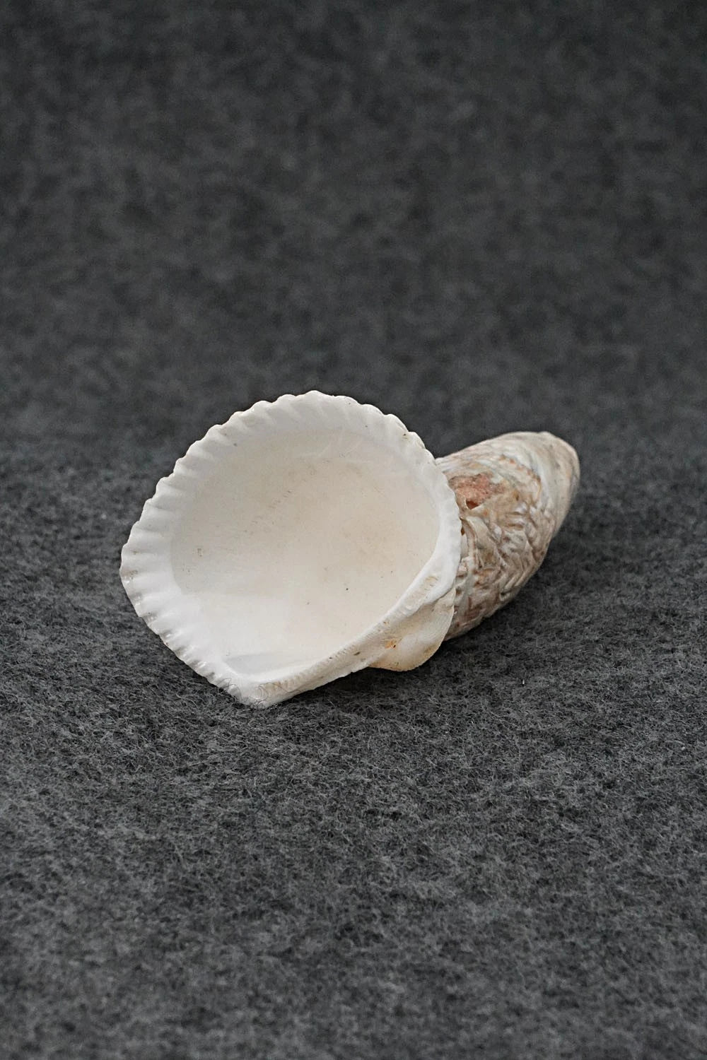 Owl Zuni Fetish Carving - Kevin Quam