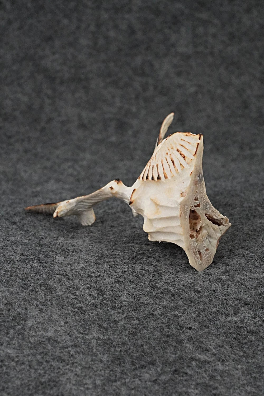 Eagle Zuni Fetish Carving - Ruben Najera