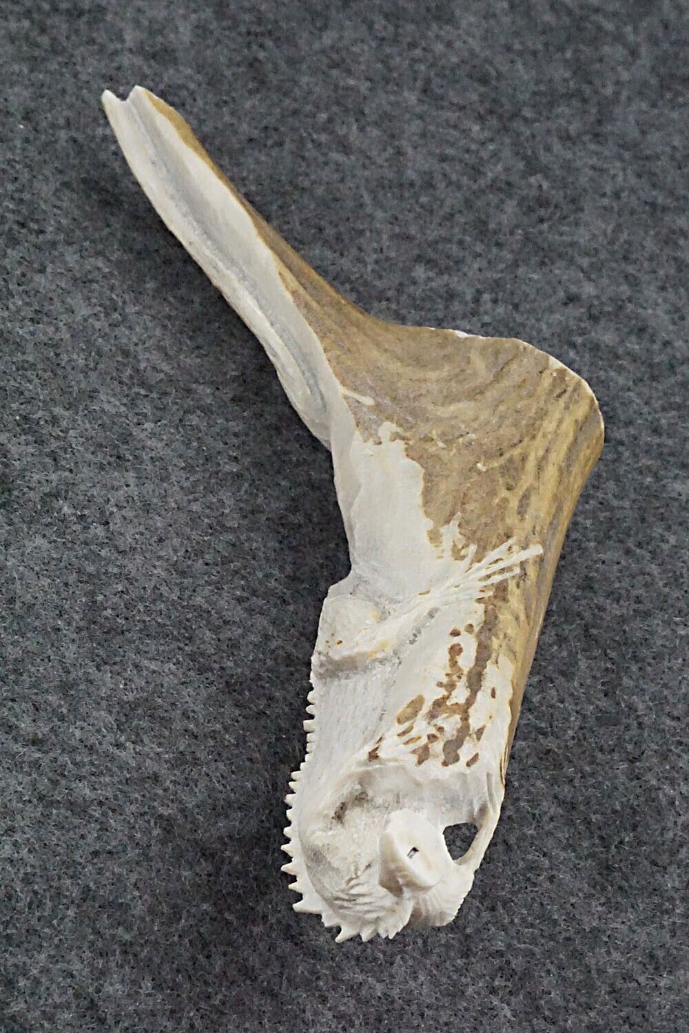 Iguana Zuni Fetish Carving - Lewis Malie Jr.